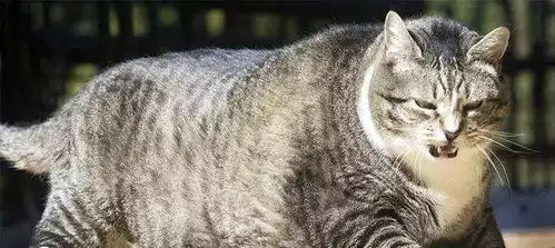 妙啊表情包小胖子家猫