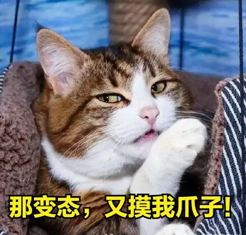  当你摸狸花猫爪子时,在它心里,会这么想