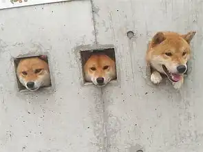  柴犬果然是最容易被卡住的生物没有之一