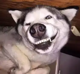 哈士奇高清表情包神犬