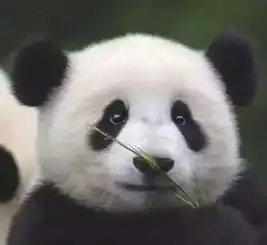 消瘦熊猫头表情包橘猫
