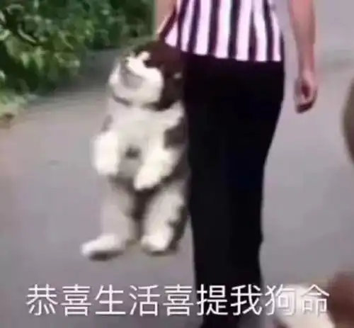  属于单身狗的朋友圈沙雕文案