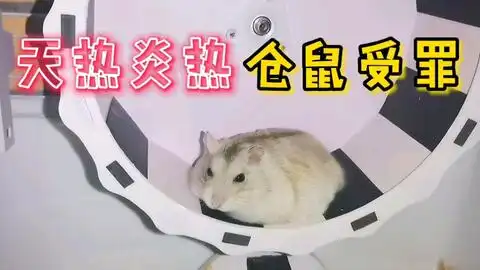  跑轮太大了,小仓鼠跑不动哈哈