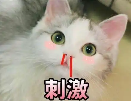 可爱猫咪表情包斗图专用