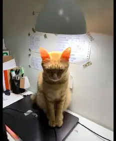  猫咪头顶着台灯脚踩着电脑,一副很神秘的表情,在和喵星球联络