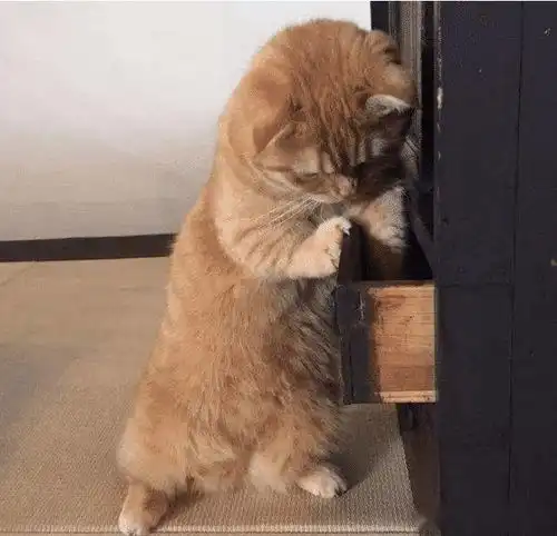  猫咪翻看抽屉,自己藏的小鱼干不见了,猫咪的表情让人笑趴