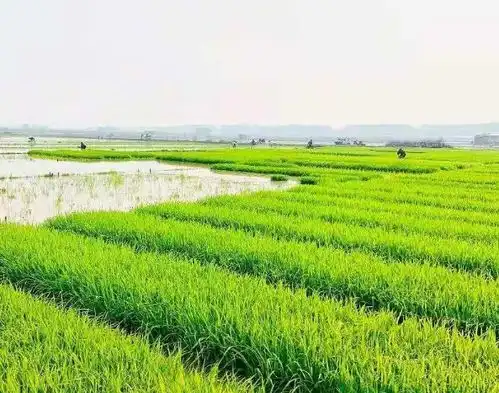 重磅澄海新增2211亩承包户每年每亩可领6000元
