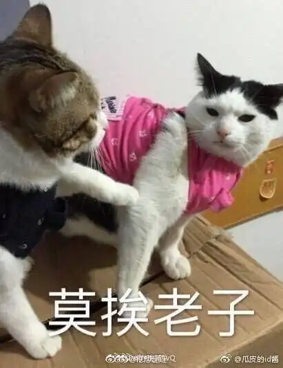  请问这只表情包的猫猫叫什么