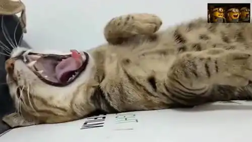  狸花猫专治各种失眠,每一帧都是表情包你困了吗