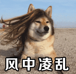  王某某你睡了吗我们吃瓜狗狗睡不着