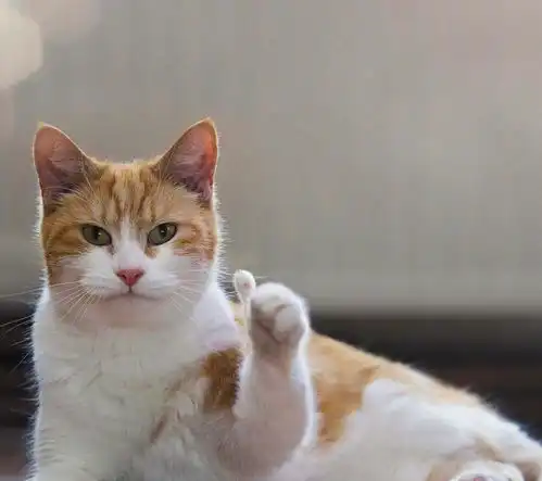  我家猫绝育了怎么还胡乱撒尿你不知道的猫咪绝育二三事