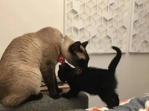 小黑猫因奇怪外表被家猫嫌弃,通过死缠烂打,成功获得喜欢