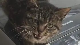  猫咪便秘表情合集确信