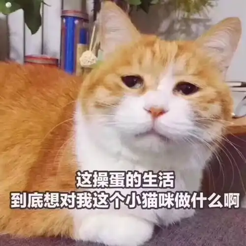  不看会后悔系列这是一个能让你成名的机会......