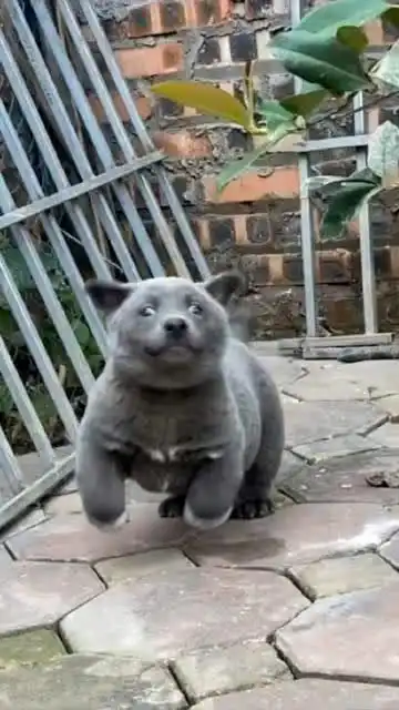  一只长相酷似蓝猫的狗狗,越长我越看着像表情包,难道是灰太狼吗