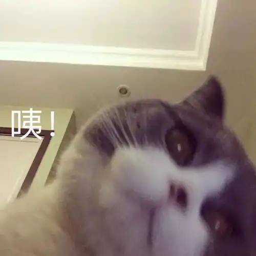  第一届猫咪表情包大赛开始投票啦这波斗图我服