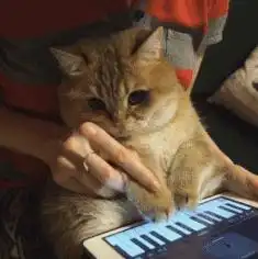  这橘猫天生一脸人家欠它小鱼干的表情,这大脸大眼也是没谁了...