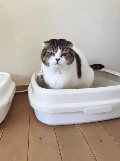  猫咪正在拉臭臭,只是这表情,它好像便秘了......猫咪逐渐的看向了铲屎官,那眼神里,有杀气,还有诸多的无可奈何网友