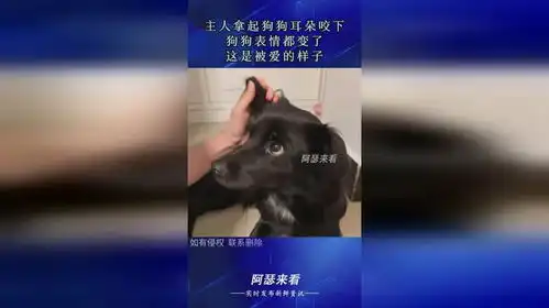  主人拿起狗狗耳朵咬下,狗狗表情都变了,这是被爱的样子