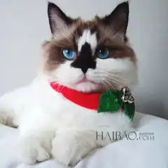  自配黑头面膜来自洛杉矶的腊肠猫albert,水汪汪大眼迷你小短腿,娇小身躯镇定表情萌化人心