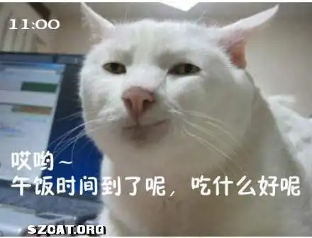  猫咪搞笑屌丝表情演绎上班族的一天