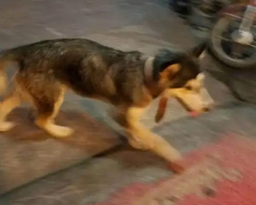  狗狗听到同伴在召唤,央求主人开门遭到拒绝,下一秒主人傻眼了