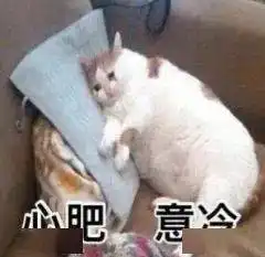  猫咪陪睡招工丨111期喵表情