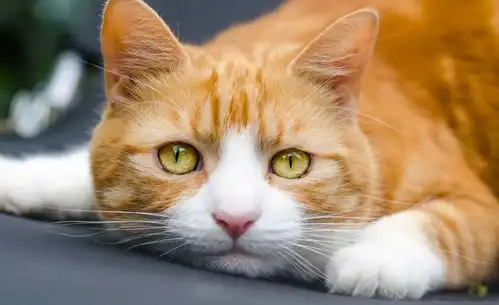  你是不是一个爱猫的人呢快来看看你有没有这三种爱猫的表现吧