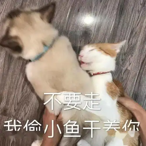  猫猫表情包大合集,一整周都不用打字啦