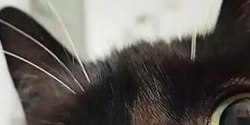  小黑猫靠铜铃大眼好奇表情包爆红网络