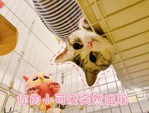  全新猫咪斗图表情包来啦