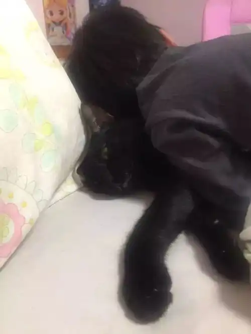  小主人非常喜欢抱着黑猫,并把它压下面睡觉,而猫的表情...