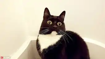  英国小黑猫靠铜铃大眼爆红网络俘获千万粉丝