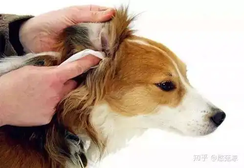  为啥我的狗这么臭造成狗狗体味重的原因和解决办法有这些