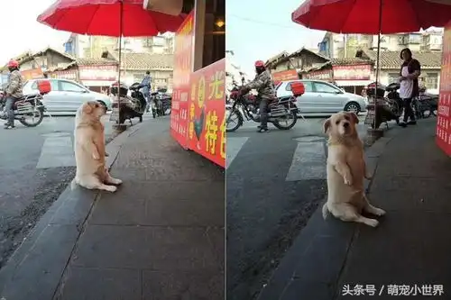  老板,保护费交出来啊胖白狗屁股坐地为了鸡腿我可以等