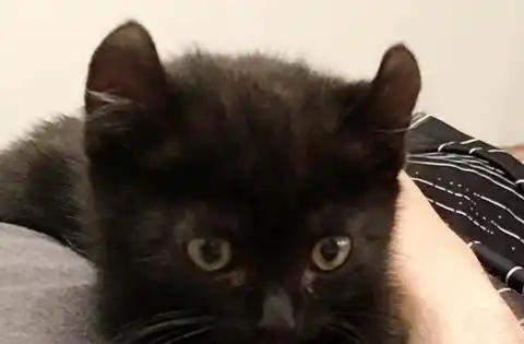  黑猫