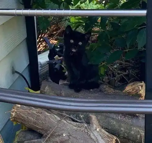  露台上每天一碗水,愿者上钩,竟真的钓来了一只萌萌小黑猫