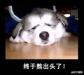 傻眼表情包狗狗动物