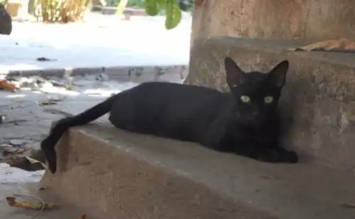 小黑猫的表情包猫粮
