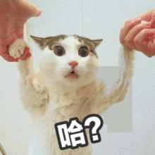  这样的男朋友,你会选择包容吗