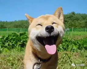  我的柴犬真的走了,再也回不来了