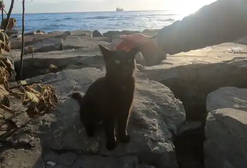  黑猫拦住女子讨好,显而易见求收养,女子却只喂猫粮,它理都不理
