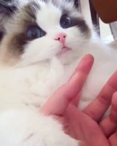  猫咪忘我的吃着铲屎官的手,但它下一秒的反应,完全让这名主人笑疯了