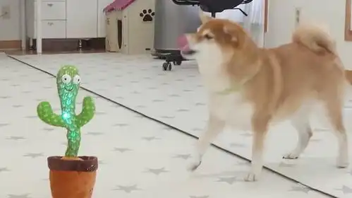  当柴犬遇到了会说话的鱼,狗狗的反应太搞笑,镜头记录全过程