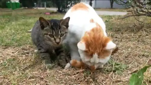  校园中出现猫咪欺凌,小黑猫无奈为橘猫捶背,网友其实是家人