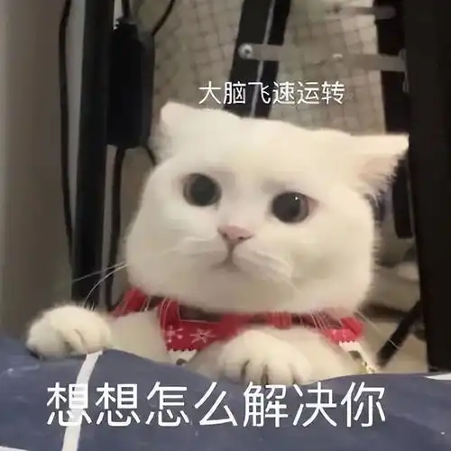 可爱猫咪表情包斗图专用