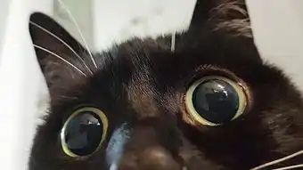  小黑猫靠铜铃大眼好奇表情包爆红网络
