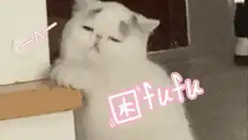  猫猫表情包大合集,快来和我一起吸猫吧
