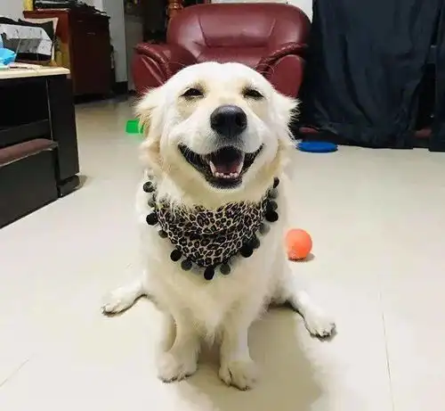 傻眼表情包狗狗头像