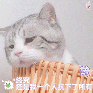  今日份沙雕表情包2元撸猫,5元合照